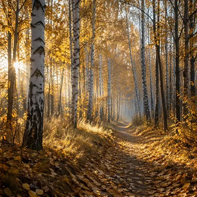 Autumn Birch Forest Path in Golden Light