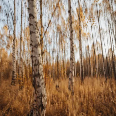 Quiet Birch Grove in Autumn Gold