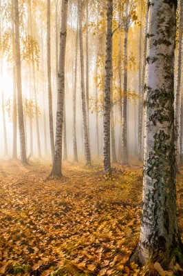 Misty Autumn Birch Forest with Golden Leaves