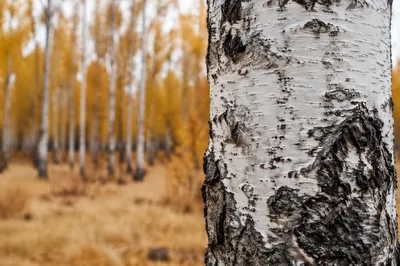 White Birch Forest in Autumn Gold