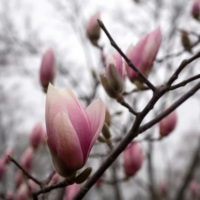 Pink Magnolia Blossoms in Misty Spring