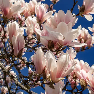 Blooming Magnolia Blossoms Against Blue Sky