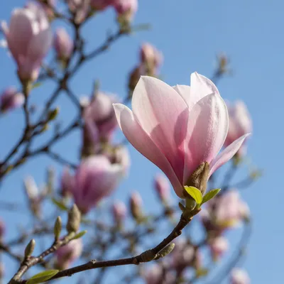 Blooming Magnolia Branch with Pink Blossoms