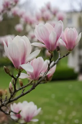 Blooming Pink Magnolia Branch in Spring