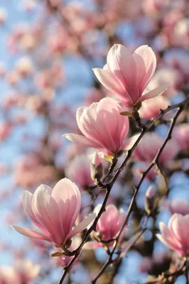 Pink Magnolia Blossoms in Spring Light