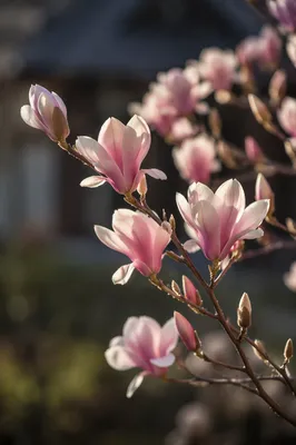 Sunlit Pink Magnolia Blossoms in Spring
