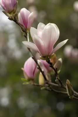 Soft Pink Magnolia Blossoms in Spring