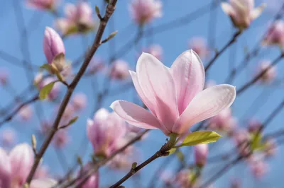 Blooming Magnolia Branch with Pink Blossoms