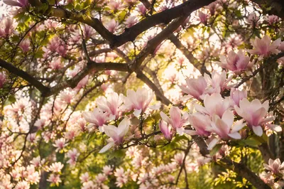 Blooming Magnolia Branches in Spring Sunlight