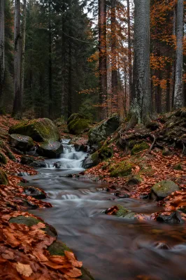 Autumn Forest Brook with Silky Waterfall