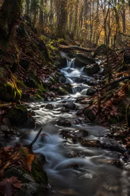 Autumn Brook Flowing Through Quiet Woodland