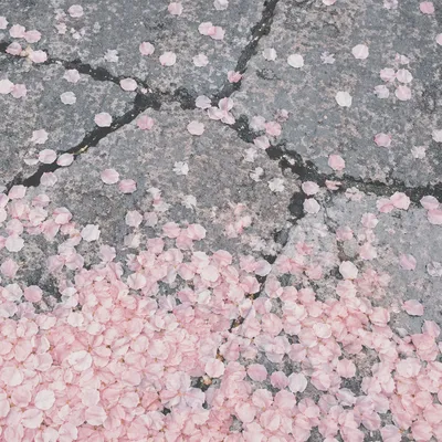 Cherry Blossom Petals on Gray Stone