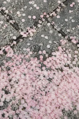 Fallen Cherry Blossom Petals on Stone