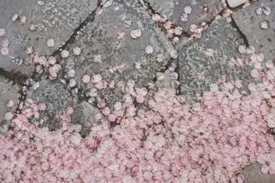 Cherry Blossom Petals on Gray Stone