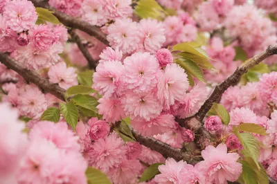 Cherry Blossom Tree in Full Bloom