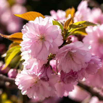 Pink Cherry Blossoms in Spring Sunlight