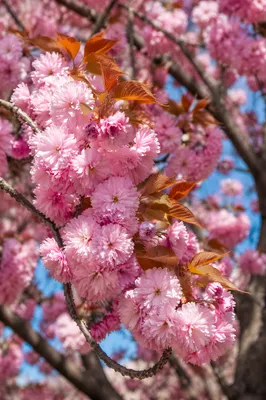 Full Bloom Pink Cherry Blossom Close-Up