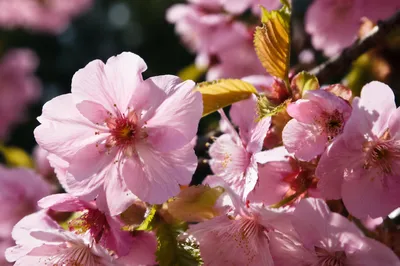 Pink Cherry Blossoms in Spring Sunlight