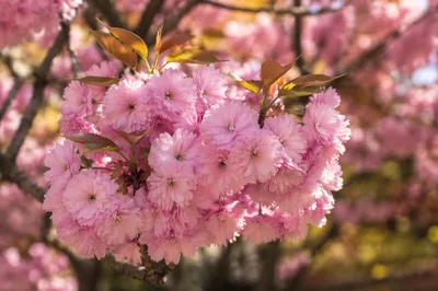 Pink Cherry Blossoms in Golden Spring Light