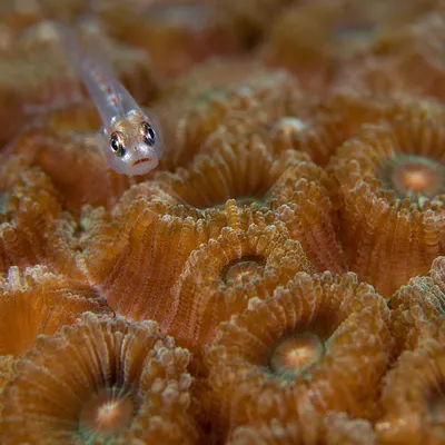 Tiny Reef Fish Among Glowing Coral Polyps