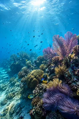 Vibrant Tropical Coral Reef Underwater Scene