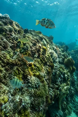 Vibrant Tropical Coral Reef Underwater Landscape