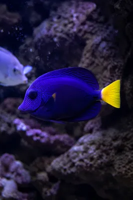 Vibrant Tropical Reef Fish in Blue Water