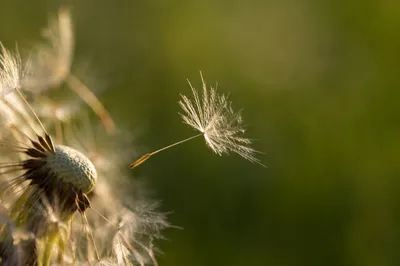 Dandelion Seeds Drifting in Golden Breeze