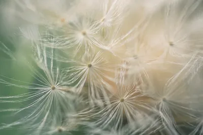 Delicate Dandelion Seeds in Morning Breeze
