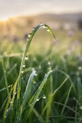 Morning Dew Sparkle on Grass Blades