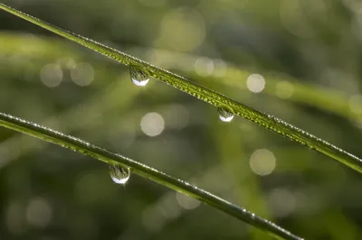 Dewy Morning Grass Macro Sparkle