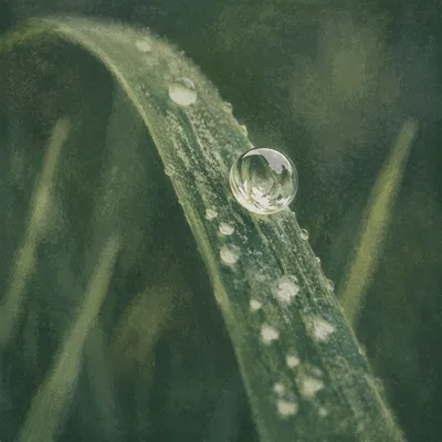 Morning Dew on Fresh Green Grass