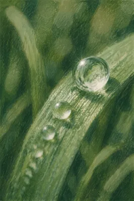 Morning Dew on Fresh Green Grass