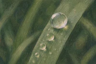 Morning Dew on Fresh Green Grass