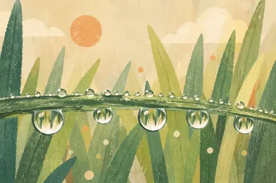 Morning Dew on Fresh Green Grass