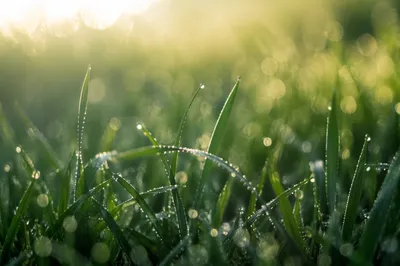 Fresh Morning Grass with Dew Drops