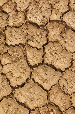 Parched Cracked Desert Earth Texture