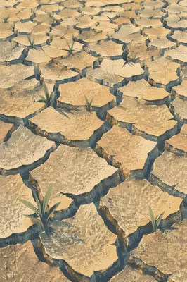 Cracked Desert Earth With Tiny Green Shoots