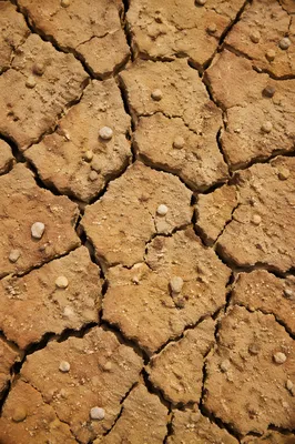 Cracked Desert Earth Texture in Sunlight