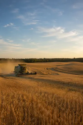 Combine Harvester in Golden Wheat Field