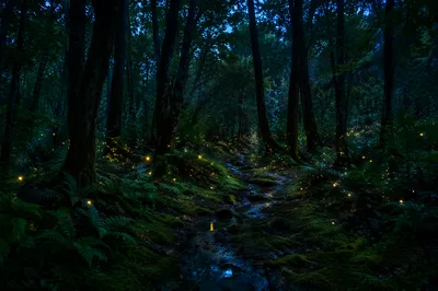 Glowing Fireflies Along Forest Path at Night