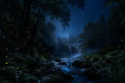 Fireflies Glowing in Dark Forest Night