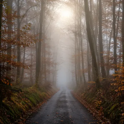 Foggy Forest Path at Peaceful Sunrise