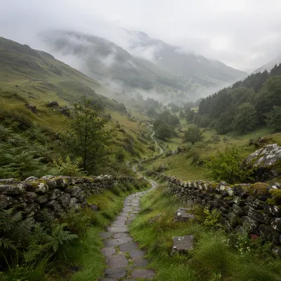 Foggy Morning Forest Path in Valley