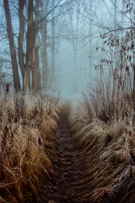 Foggy Morning Forest Path at Dawn