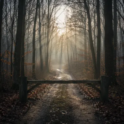 Foggy Forest Road at Sunrise