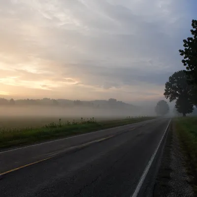 Foggy Morning Road Through Quiet Trees