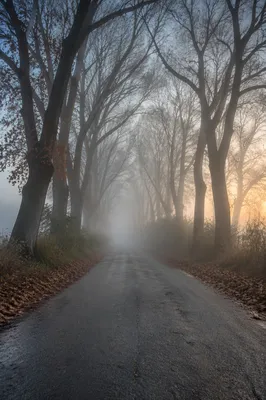 Foggy Morning Road Beneath Bare Trees