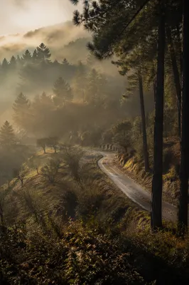 Foggy Morning Forest Road with Golden Mist