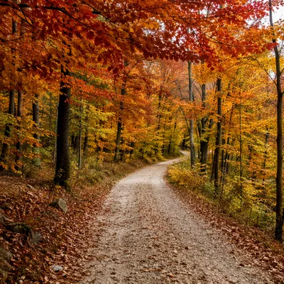 Autumn Forest Trail with Golden Leaves